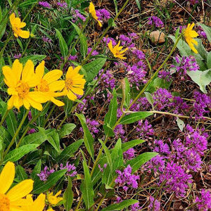 Meet your Posher, Nina